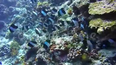 海底清澈海底礁背景下蝴蝶鱼群。